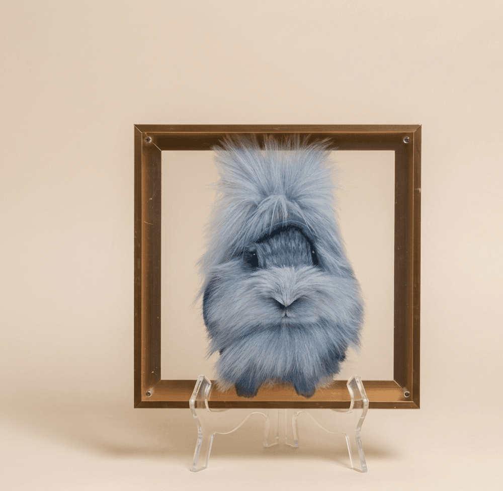Single pet portrait example